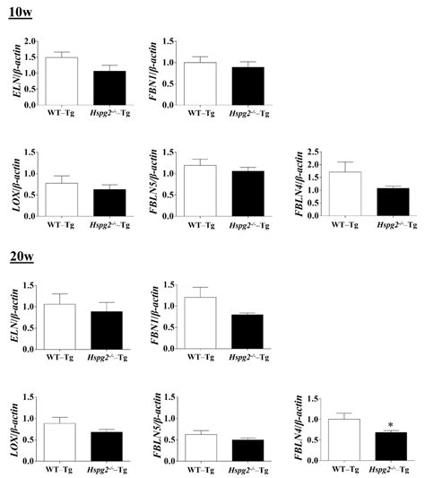 Increased Risk of Aortic Dissection with Perlecan Deficiency