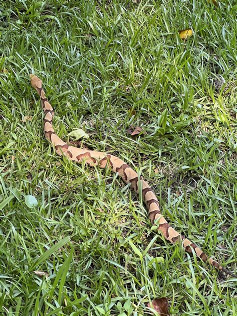 Copperhead in Coastal NC 😎🐍 : r/herpetology