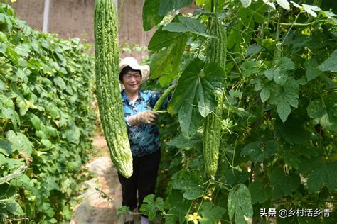 种植黄瓜、丝瓜和苦瓜，学会这几招，天天有瓜摘、好吃又高产 - 种植知识 - 花果之家