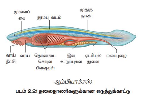 தொகுதி: முதுகுநாணுடையவை (Phylum : Chordata) | Phylum: Chordata | in Tamil