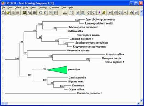 TREECON 1.3b Demo 构建和绘制进化树的软件|进化分析软件|生物软件网