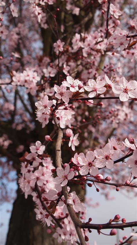cherry blossom spring flowers tree blooming branch, Xiaomi Redmi Note 3, 1080x1920 HD Phone ...