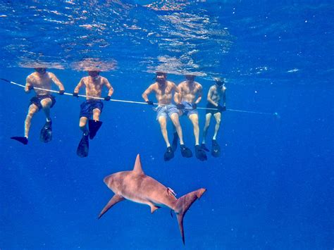 USVI SHARK DIVING - All You Need to Know BEFORE You Go 2026 (with ...