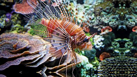 lionfish | Invasive Species, Sting, & Facts | Britannica.com