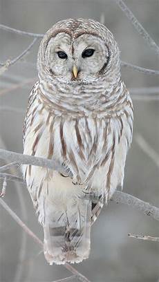 Snowy Owl Wallpaper Iphone by Snowy Owl Iphone Wallpaper Hd Snowy Owl Wallpaper Iphone