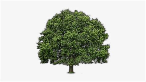 Source - - Willow Oak Tree Drawing - 500x400 PNG Download - PNGkit