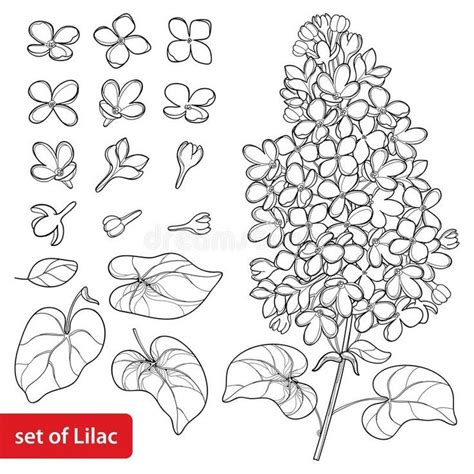 Шаблоны Цветов сирени 26 фото