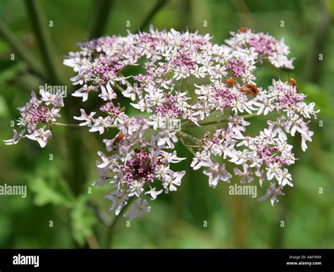 Hogweed, Heraculeum sphondylium, Apiaceae, Umbelliferae Stock Photo - Alamy