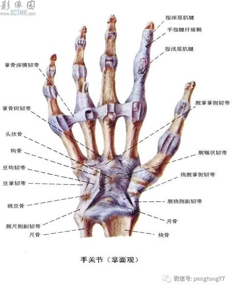 国际小狗节的由来，狗狗节日的意义_9万个为什么