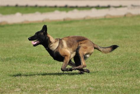 搜救犬十大品种排名：拉布拉多上榜，它是我国的培育犬 - 宠物