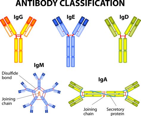 What is Gamma Globulin? Function + Interpretation
