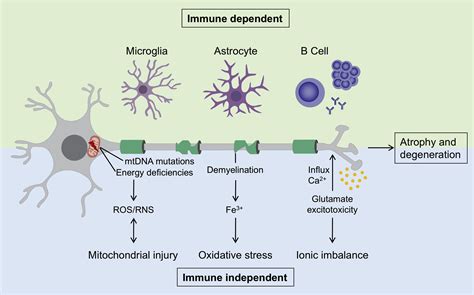 Multiple Sclerosis: Mechanisms and Immunotherapy: Neuron