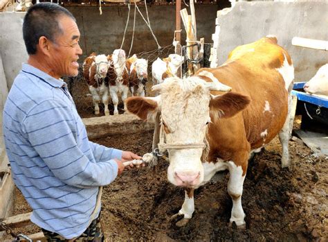 携手农村集体经济发展 壮大养牛业