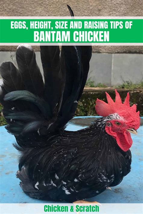 Bantam Chicken: Eggs, Height, Size and Raising Tips
