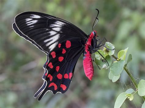 Phylum Arthropoda Butterfly