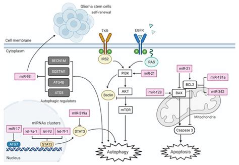 MicroRNAs Regulate Cell Cycle and Cell Death Pathways in Glioblastoma