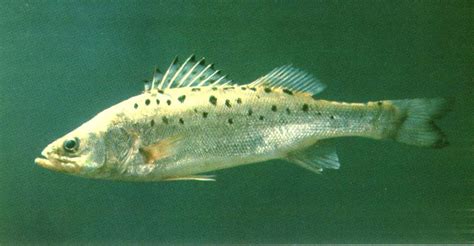 加州鲈鱼高密度养殖技术 - 百科 - 酷钓鱼