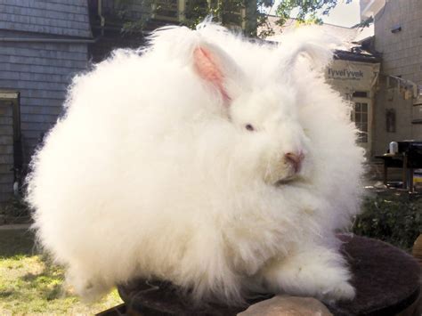 Image result for giant angora rabbit