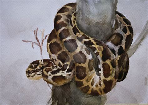 Image result for Burmese Python Colouring