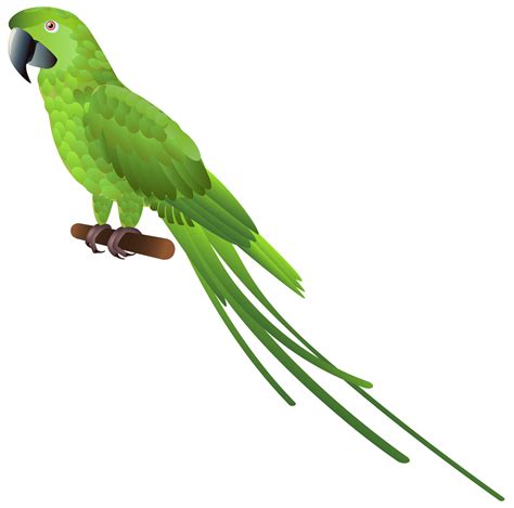 parrot bird clipart 10 free Cliparts | Download images on Clipground 2026