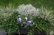 fiori e piante da balcone invernali soluzioni le fioriere invernali per il balcone e il fiori e piante da balcone invernali soluzioni le fioriere invernali per il balcone e il