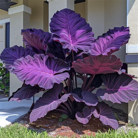 How to grow and care for elephant ear plants: A complete guide - Pngland.com