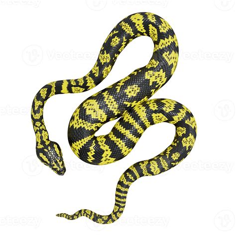 Image result for Pied Zebra Python