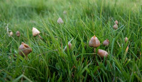Liberty cap: the surprising tale of how Europe's magic mushroom got its ...