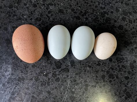 Cream Legbar pullet laid her first two tiny eggs. Welsummer egg for ...