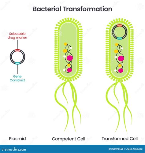 Plasmid Dna Transformation