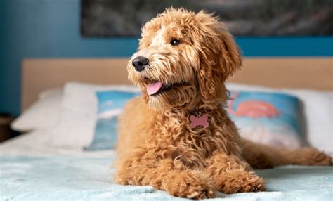 Best Hypoallergenic Dog Breeds - Harmony Animal Hospital