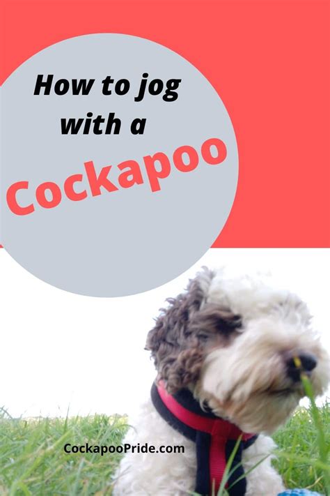 Cockapoo Barking Sound 的图像结果