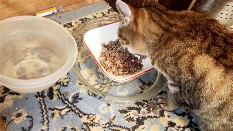 How To Keep Ants Out Of Feral Cat Food Store | centralcountiesservices.org