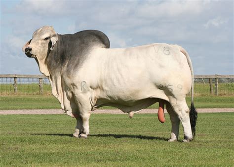 Why Brahman Cattle - BRC Ranch | Boling, Texas