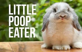 Image result for Too Cute Animals