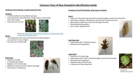 Image result for Tree Identification Chart