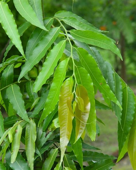 Buy Ashoka Plant Online in Delhi at Best Price - Onlineplantscart