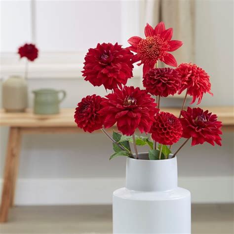 Buy dahlia collection Best red 'dahlia collection': Delivery by ...
