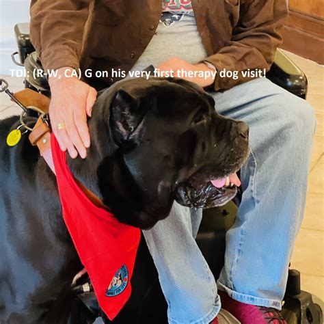 Therapy Dogs International