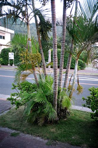 Areca - JungleKey.in Image #50