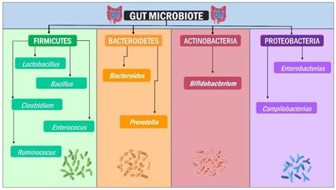 Probiotics and Gut Microbiota in Obesity: Myths and Realities of a New ...