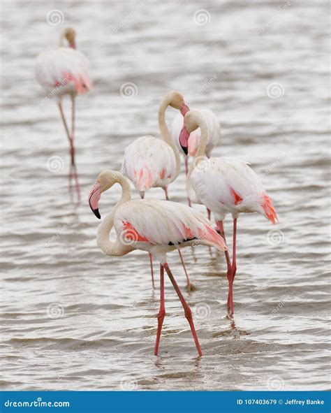 Closeup of a Group of Flamingos Stock Image - Image of avian, plumage ...