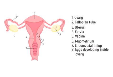 Female Private Organs