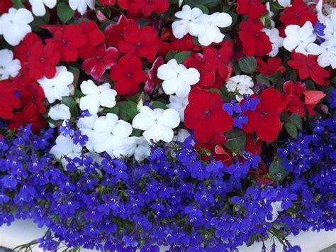 Red White And Blue Flowers Images | Wall Options