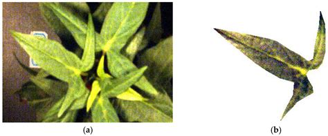 Early Detection and Dynamic Grading of Sweet Potato Scab Based on ...