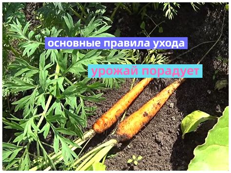 Особенности ухода за морковью – советы, основанные на практике