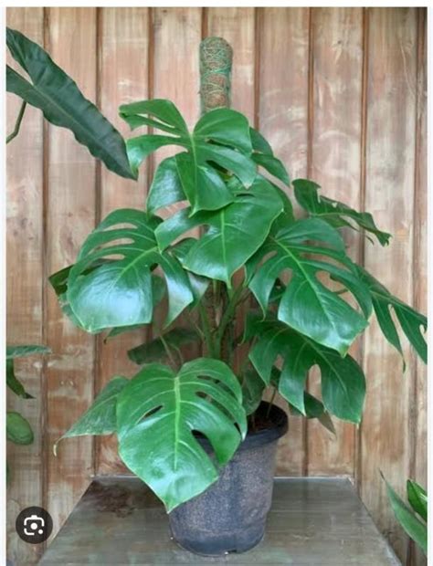 Monstera Plant Manufacturer, Supplier from Bhopal