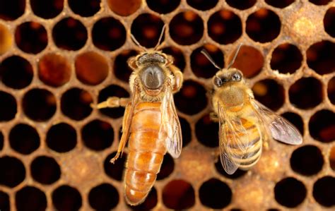 What Happens When Queen Bee Dies