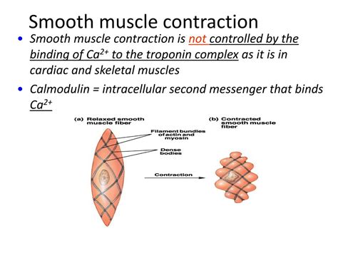 PPT - Smooth muscle PowerPoint Presentation, free download - ID:8834739