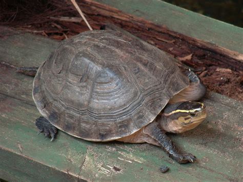 Image result for malayan box turtle setup